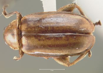Media type: image;   Entomology 29044 Aspect: habitus dorsal view